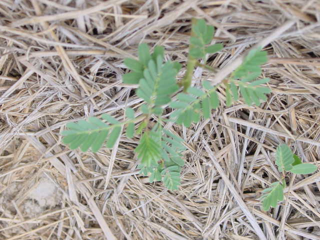 Sesbania germination