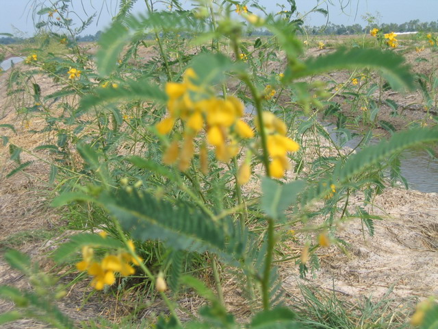 Sesbania is flowering