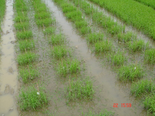 After germination for 20 days, seedlings were acclimatized in the rice field before transplanting.